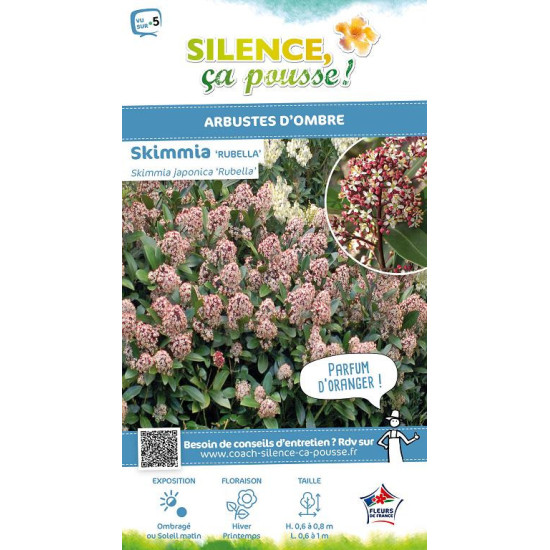 SKIMMIA J,RUBELLA C3 TF/BU de Plantes Silence ça pousse dans Plantes à petits fruits (kiwi, myrtilles, groseilles, cassis, fr...