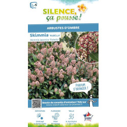 SKIMMIA J,RUBELLA C3 TF/BU de Plantes Silence ça pousse dans Plantes à petits fruits (kiwi, myrtilles, groseilles, cassis, fr...