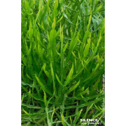 Baccharis genistelloides, Carqueja 80cm de Plantes Silence ça pousse dans Arbustes persistants en livraison