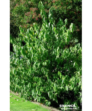 Chimonante odorant a grande fleur 100cm de Plantes Silence ça pousse dans Arbustes caducs en livraison