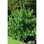 Chimonante odorant a grande fleur 100cm de Plantes Silence ça pousse dans Arbustes caducs en livraison