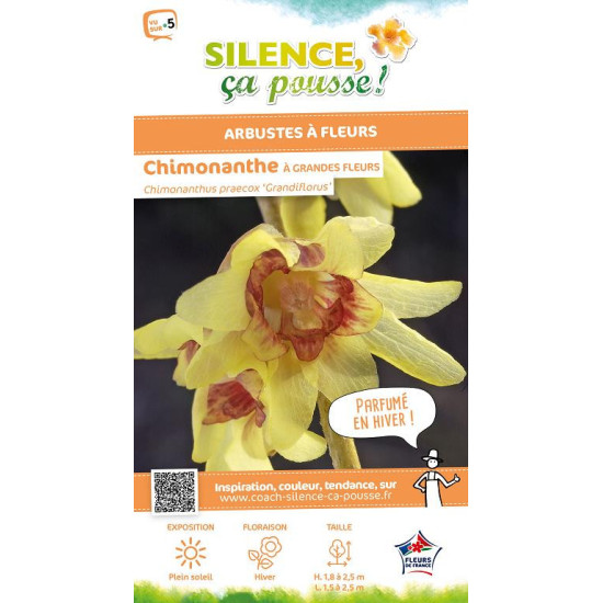 Chimonante odorant a grande fleur 100cm de Plantes Silence ça pousse dans Arbustes caducs en livraison