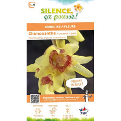 Chimonante odorant a grande fleur 100cm de Plantes Silence ça pousse dans Arbustes caducs en livraison