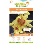 Chimonante odorant a grande fleur 100cm de Plantes Silence ça pousse dans Arbustes caducs en livraison