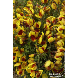 Genet a balais Andreanus Selection 65cm de Plantes Silence ça pousse dans Arbustes caducs en livraison