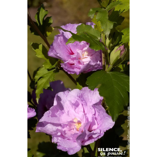 HIBISCUS SY,LAVENDER CHIFFON C4,5 TF/BU de Plantes Silence ça pousse dans Arbustes caducs en livraison