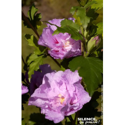 HIBISCUS SY,LAVENDER CHIFFON C4,5 TF/BU de Plantes Silence ça pousse dans Arbustes caducs en livraison