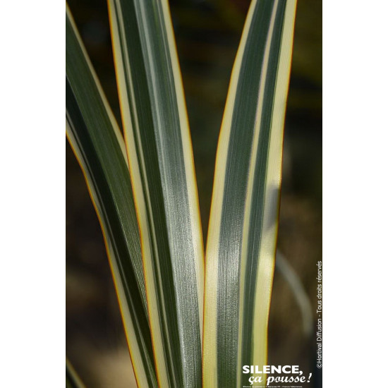 Lin de Nouvelle-Zelande Golden Ray 80cm de Plantes Silence ça pousse dans Plantes à petits fruits (kiwi, myrtilles, groseille...
