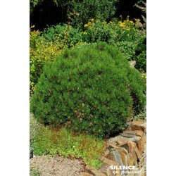 Pin de longue vie Sherwood compact 50cm de Plantes Silence ça pousse dans Conifères de rocailles en livraison