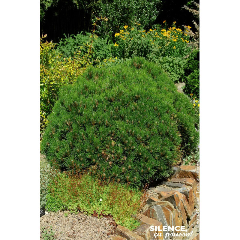 Pin de longue vie Sherwood compact 50cm de Plantes Silence ça pousse dans Conifères de rocailles en livraison