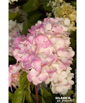 Hortensia panicule VANILLE FRAISE 100cm de Plantes Silence ça pousse dans Arbustes caducs en livraison