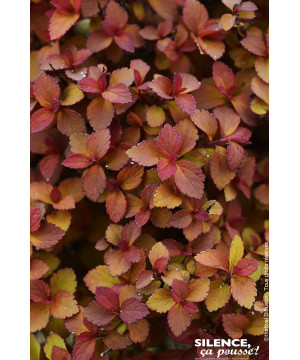 Spiree du Japon ZENSPIRIT CARAMEL 80cm de Plantes Silence ça pousse dans Arbustes caducs en livraison