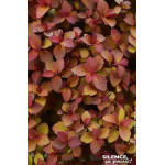 Spiree du Japon ZENSPIRIT CARAMEL 80cm de Plantes Silence ça pousse dans Arbustes caducs en livraison