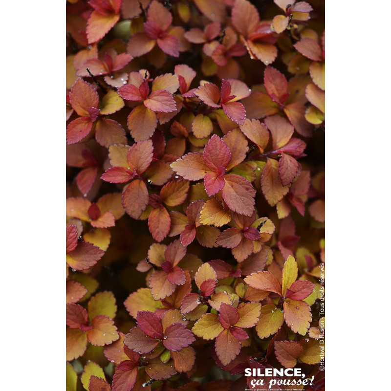 Spiree du Japon ZENSPIRIT CARAMEL 80cm de Plantes Silence ça pousse dans Arbustes caducs en livraison