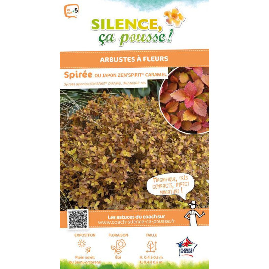 Spiree du Japon ZENSPIRIT CARAMEL 80cm de Plantes Silence ça pousse dans Arbustes caducs en livraison