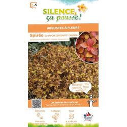 Spiree du Japon ZENSPIRIT CARAMEL 80cm de Plantes Silence ça pousse dans Arbustes caducs en livraison