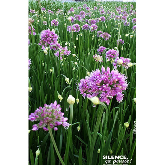 Allium Millenium 50cm Silence ca pousse de Plantes Silence ça pousse dans Plantes à petits fruits (kiwi, myrtilles, groseille...