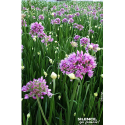 Allium Millenium 50cm Silence ca pousse de Plantes Silence ça pousse dans Plantes à petits fruits (kiwi, myrtilles, groseille...