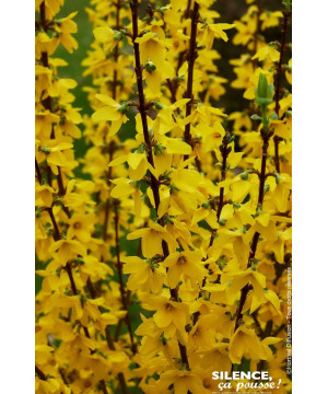 Forsythia Mindor 50cm Silence ca pousse de Plantes Silence ça pousse dans Arbustes caducs en livraison