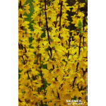 Forsythia Mindor 50cm Silence ca pousse de Plantes Silence ça pousse dans Arbustes caducs en livraison