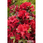 Azalee japonaise Hot Shot Variegata 50cm de Plantes Silence ça pousse dans Plantes à petits fruits (kiwi, myrtilles, groseill...