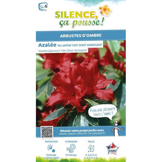 Azalee japonaise Hot Shot Variegata 50cm de Plantes Silence ça pousse dans Plantes à petits fruits (kiwi, myrtilles, groseill...