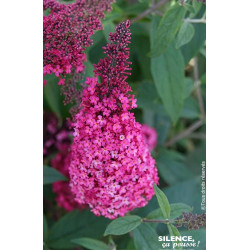 BUDDLEJA DAV,PRINCE CHARMING cov C4,5 TF/BU de Plantes Silence ça pousse dans Arbustes caducs en livraison
