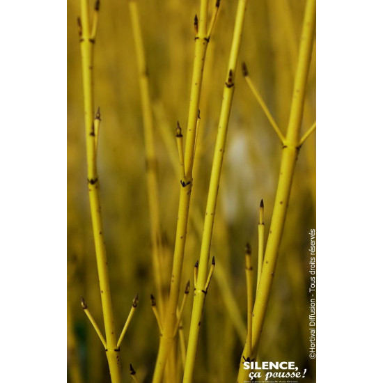 Cornouiller stolonifere Flaviramea 120cm de Plantes Silence ça pousse dans ZZ hortival