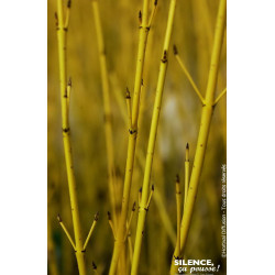 Cornouiller stolonifere Flaviramea 120cm de Plantes Silence ça pousse dans ZZ hortival