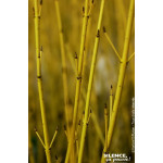 Cornouiller stolonifere Flaviramea 120cm de Plantes Silence ça pousse dans ZZ hortival
