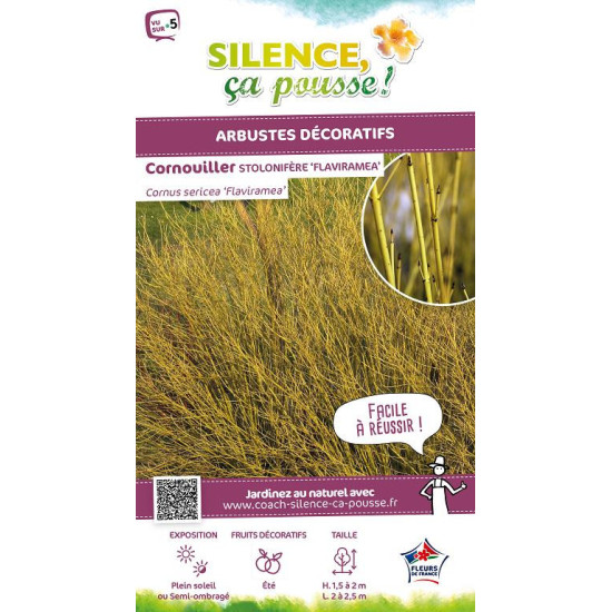 Cornouiller stolonifere Flaviramea 120cm de Plantes Silence ça pousse dans ZZ hortival