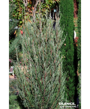 JUNIPERUS VIR,BLUE ARROW C4,5 de Plantes Silence ça pousse dans Conifères de rocailles en livraison