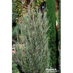 JUNIPERUS VIR,BLUE ARROW C4,5 de Plantes Silence ça pousse dans Conifères de rocailles en livraison