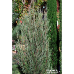 JUNIPERUS VIR,BLUE ARROW C4,5 de Plantes Silence ça pousse dans Conifères de rocailles en livraison