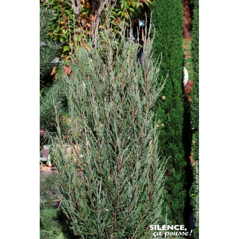 JUNIPERUS VIR,BLUE ARROW C4,5 de Plantes Silence ça pousse dans Conifères de rocailles en livraison