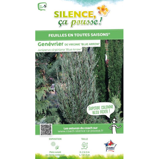 JUNIPERUS VIR,BLUE ARROW C4,5 de Plantes Silence ça pousse dans Conifères de rocailles en livraison