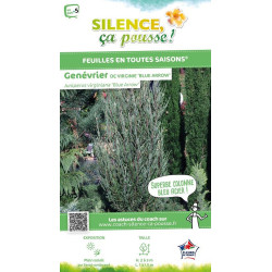 JUNIPERUS VIR,BLUE ARROW C4,5 de Plantes Silence ça pousse dans Conifères de rocailles en livraison