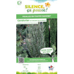 JUNIPERUS VIR,BLUE ARROW C4,5 de Plantes Silence ça pousse dans Conifères de rocailles en livraison