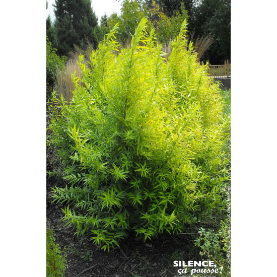 Saule de Sakhaline Golden Sunshine 100cm de Plantes Silence ça pousse dans Arbustes caducs en livraison