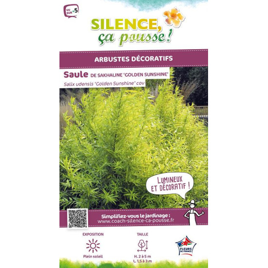 Saule de Sakhaline Golden Sunshine 100cm de Plantes Silence ça pousse dans Arbustes caducs en livraison