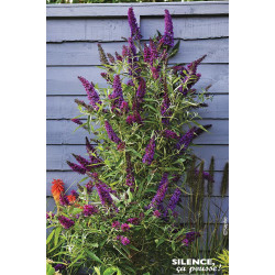 Arbre aux papillons BUTTERFLY TOWER 80cm de Plantes Silence ça pousse dans Arbustes caducs en livraison