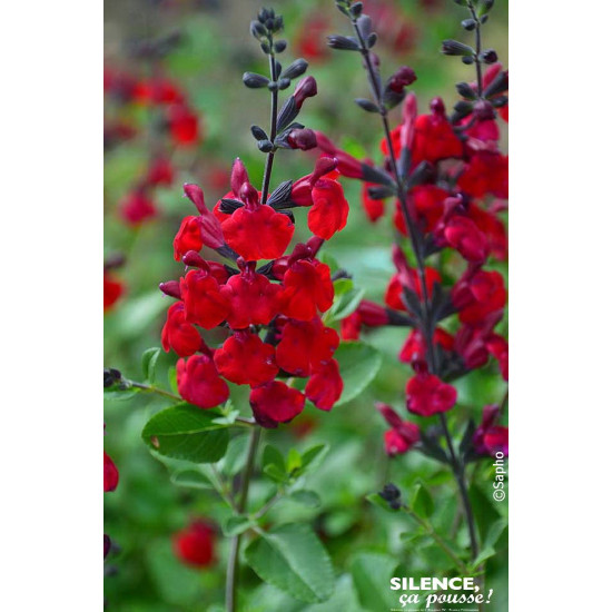 Sauge a petites feuilles Reve Rouge 65cm de Plantes Silence ça pousse dans Plantes à petits fruits (kiwi, myrtilles, groseill...