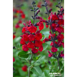 Sauge a petites feuilles Reve Rouge 65cm de Plantes Silence ça pousse dans Plantes à petits fruits (kiwi, myrtilles, groseill...