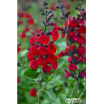 Sauge a petites feuilles Reve Rouge 65cm de Plantes Silence ça pousse dans Plantes à petits fruits (kiwi, myrtilles, groseill...