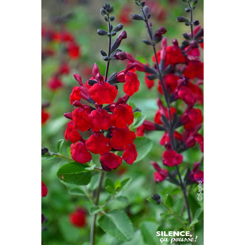 Sauge a petites feuilles Reve Rouge 65cm de Plantes Silence ça pousse dans Plantes à petits fruits (kiwi, myrtilles, groseill...