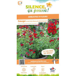 Sauge a petites feuilles Reve Rouge 65cm de Plantes Silence ça pousse dans Plantes à petits fruits (kiwi, myrtilles, groseill...
