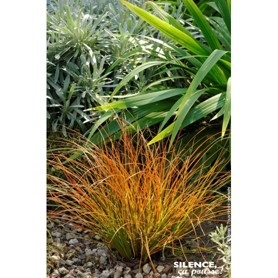 Laiche ecailleuse 65cm Silence ca pousse de Plantes Silence ça pousse dans Graminées en livraison