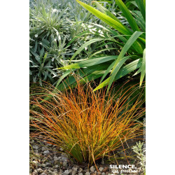 Laiche ecailleuse 65cm Silence ca pousse de Plantes Silence ça pousse dans Graminées en livraison