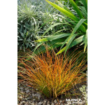 Laiche ecailleuse 65cm Silence ca pousse de Plantes Silence ça pousse dans Graminées en livraison