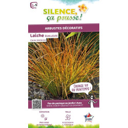Laiche ecailleuse 65cm Silence ca pousse de Plantes Silence ça pousse dans Graminées en livraison